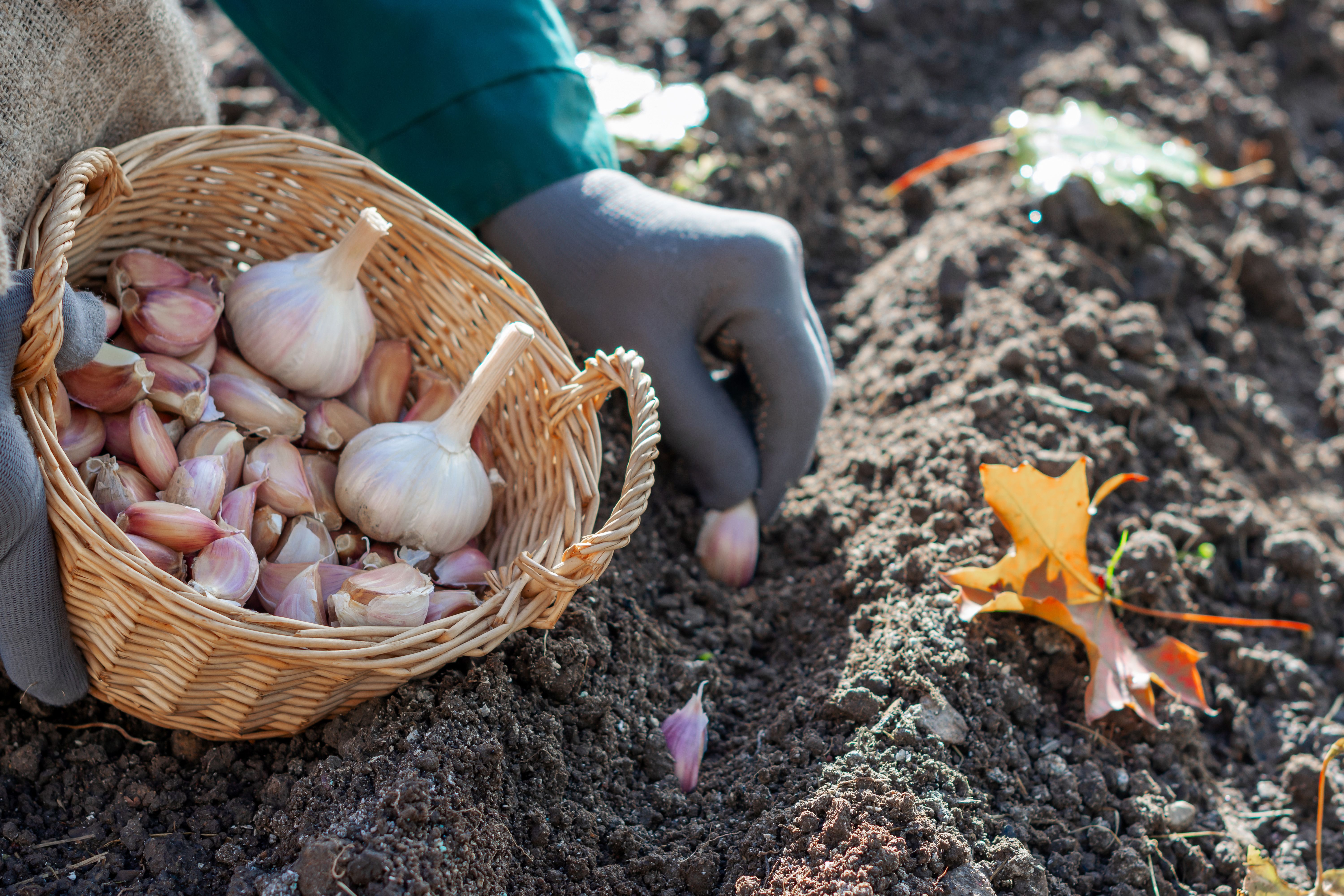 6 Worst Places to Grow Garlic and Where to Plant It Instead