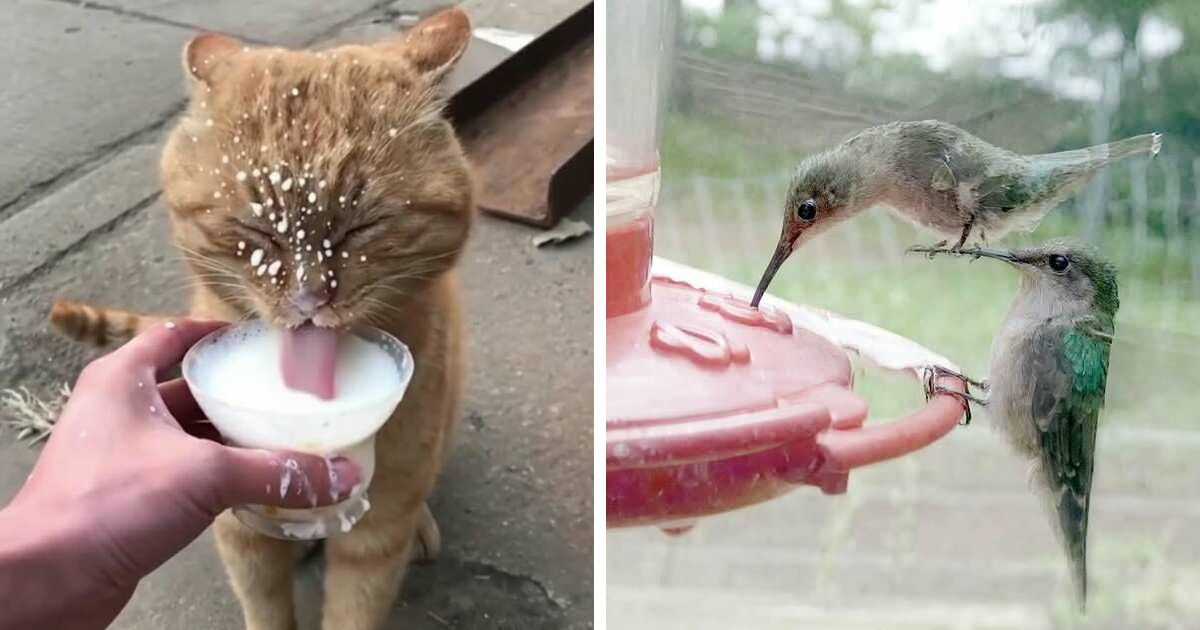 34 Funny And Adorable Animal Photos That Prove Pets Are The Best Part Of The Internet