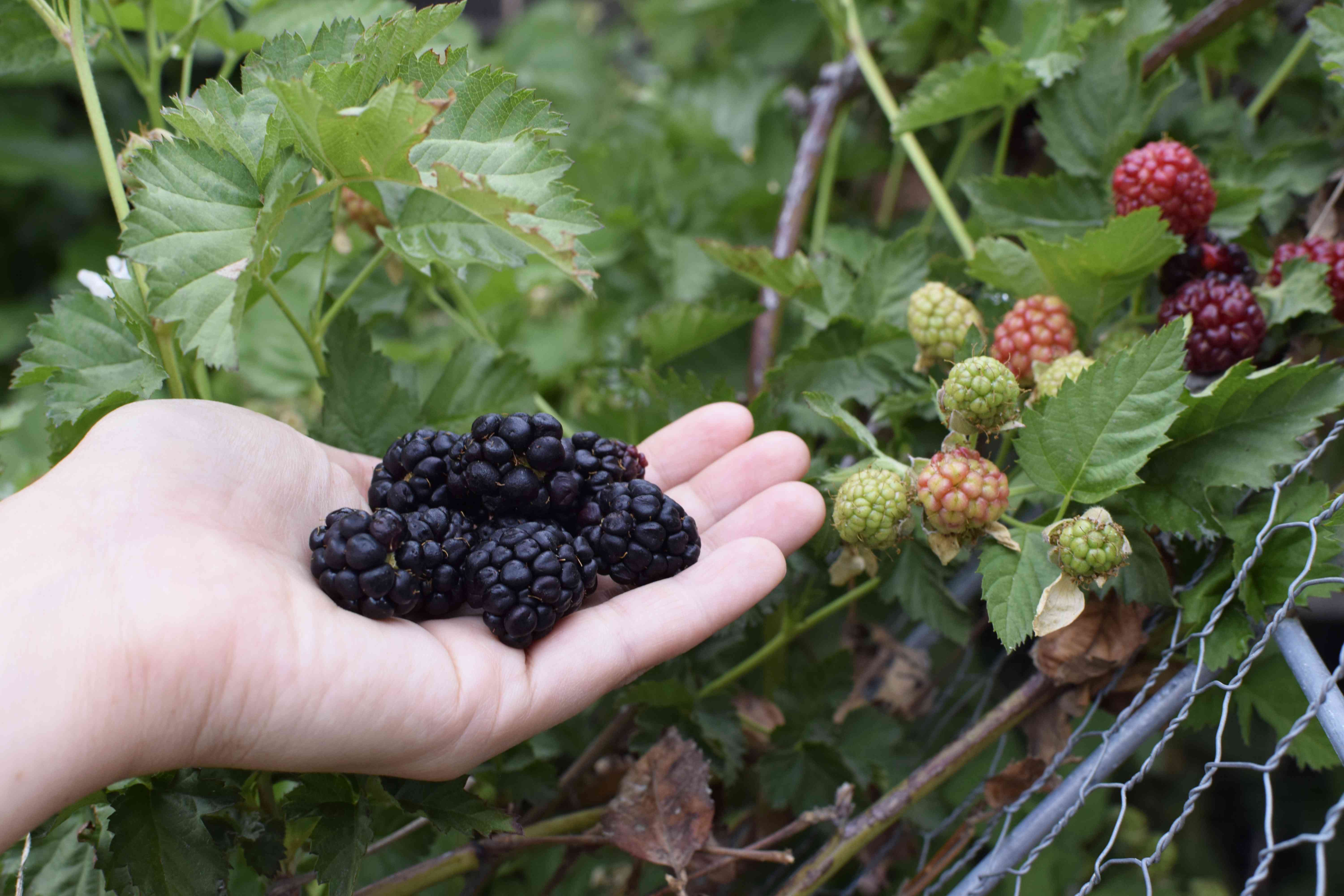 How to Grow and Care for Blackberries