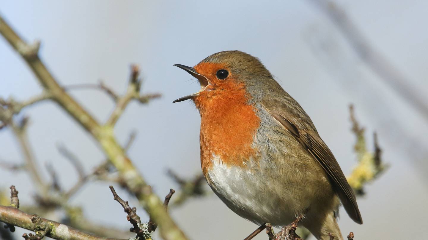 Why Do Some Birds Sing, While Others Caw?