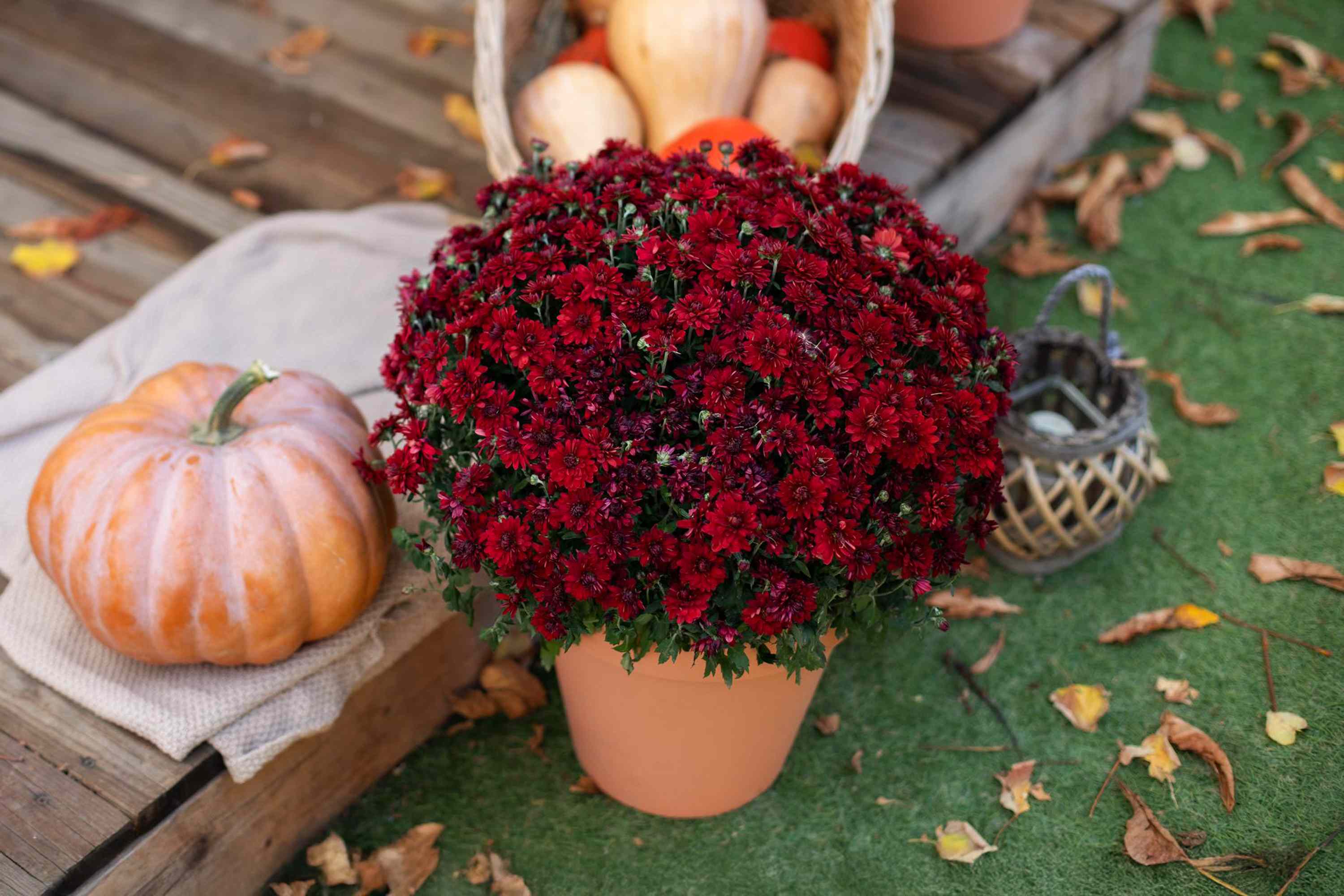 This Underrated Watering Trick Keeps My Potted Mums Blooming All Season
