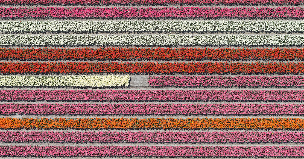 Colourful Patterns Of Tulip Fields In Netherlands