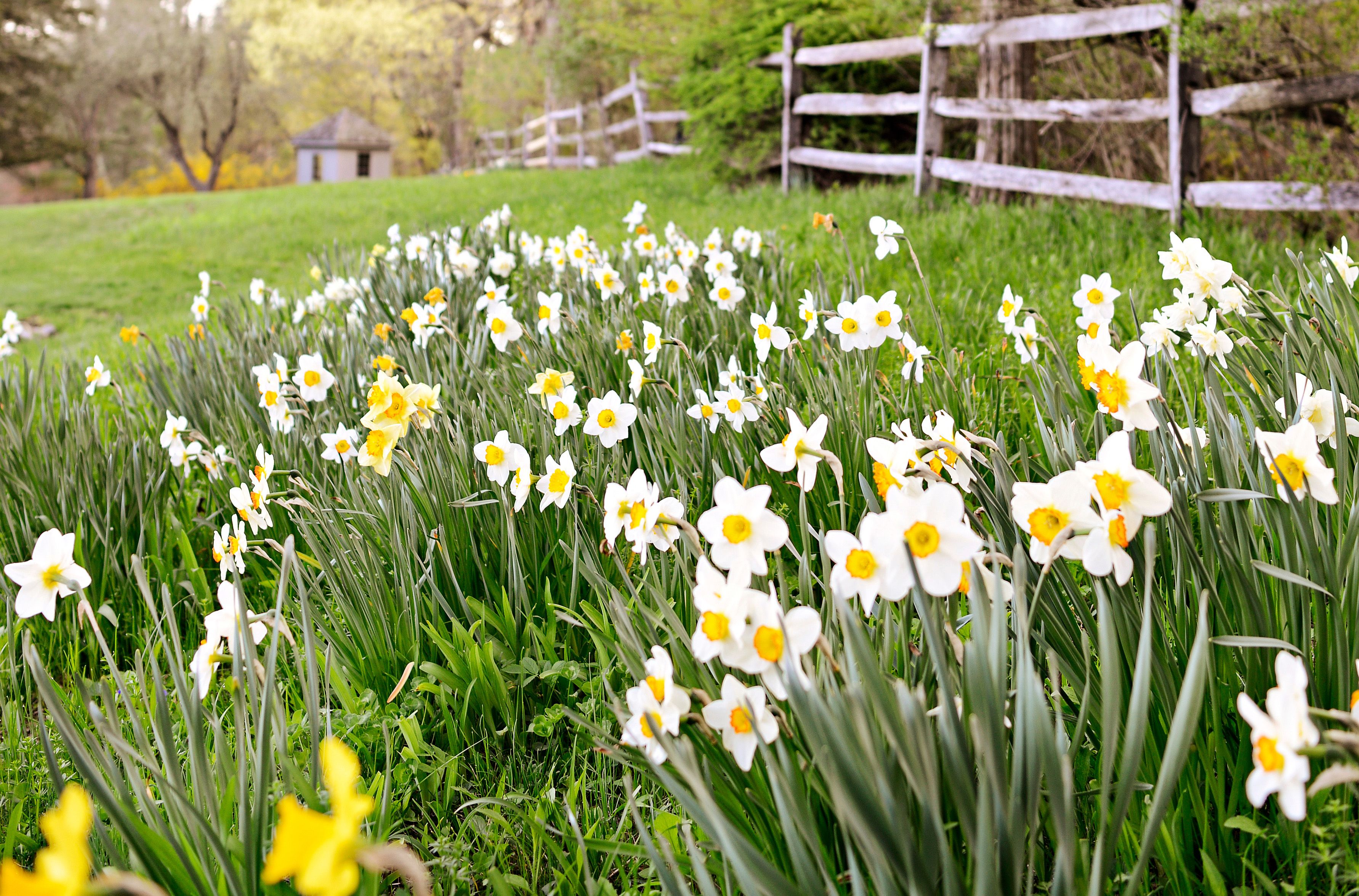 8 Common Mistakes When Planting Fall Bulbs and How to Avoid Them