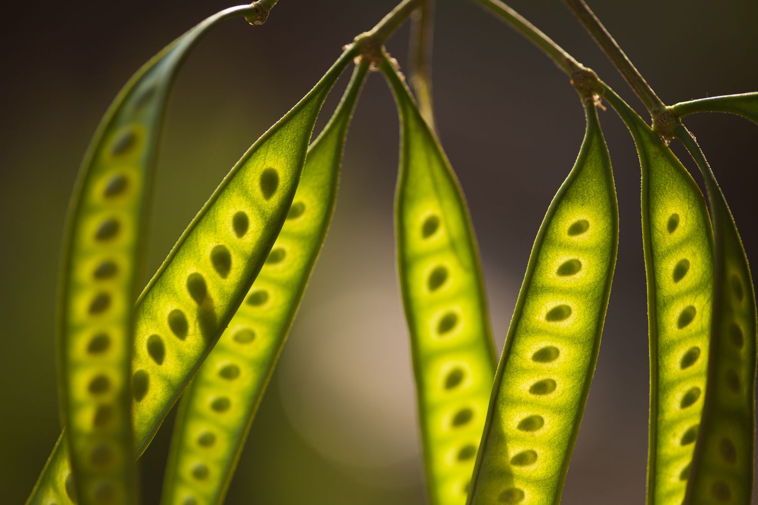 What Are Mesquite Beans?