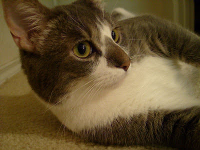 Kitty Say What?