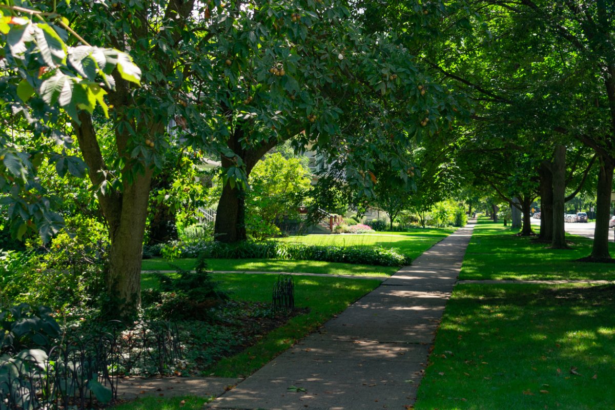 22 Fast-Growing Shade Trees to Plant in Your Yard – Bob Vila