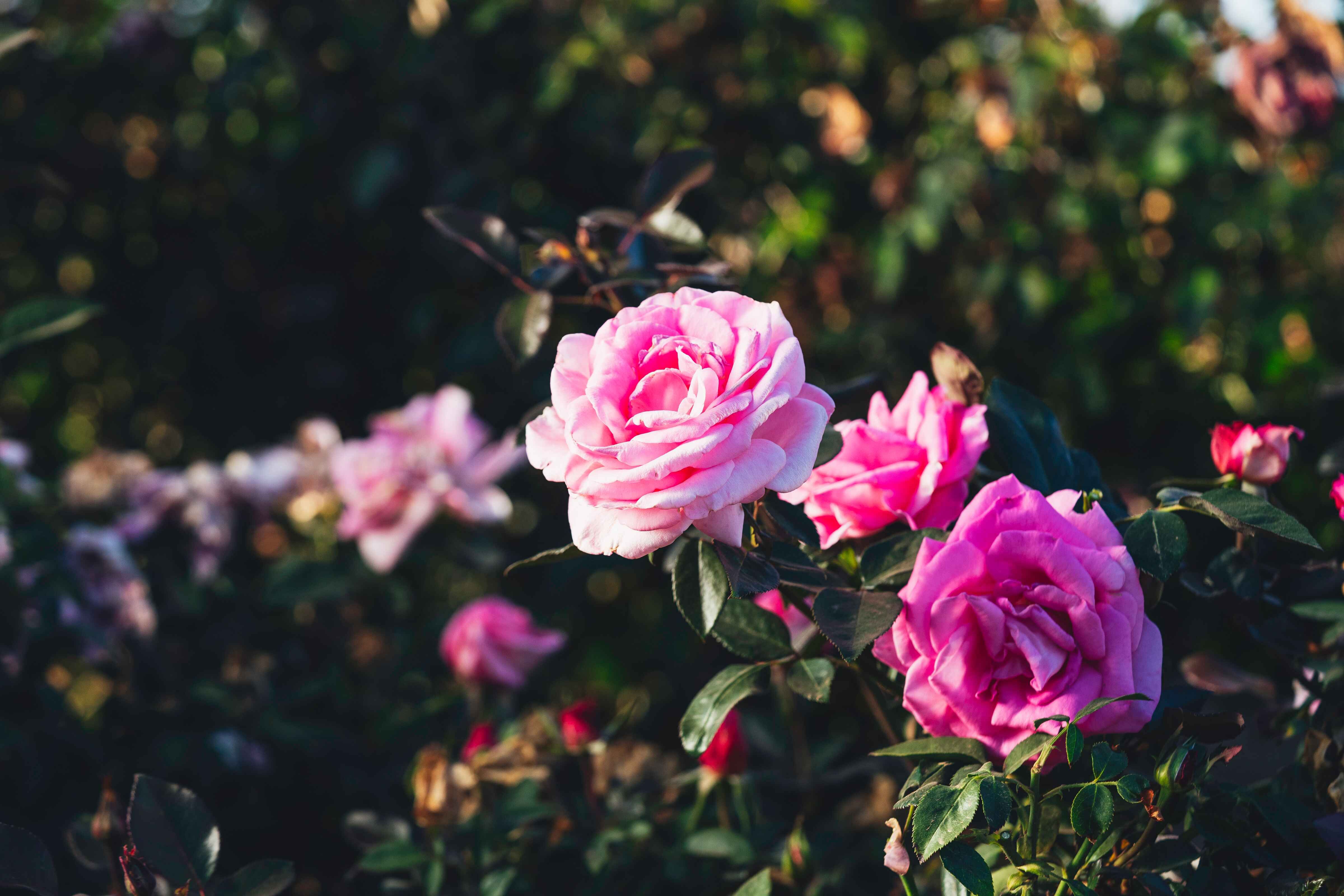 Barbra Streisand’s Coveted Rose Bush Is BackDon’t Miss the Chance to Grab Yours